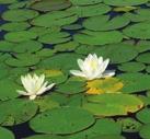 AQUATIC PLANTS WHITE WATER LILY Nymphaea odorata White Water Lily is found in lakes, ponds, slow-moving rivers and marshes.