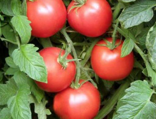 78 Days - Mid Season Crimson Carmello Renee s Garden Seeds Slicing - Bred in France especially for fresh eating. These plump 4 to 5 inch tomatoes will satisfy all your tomato fantasies.