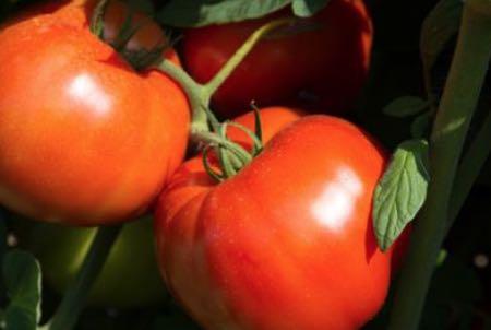 Dependable large harvests all season long of flavorful, solid 4 to 6 oz. fruit. Disease resistance is good. A proven variety for delicious, early tomatoes. Excellent performance in almost any climate.