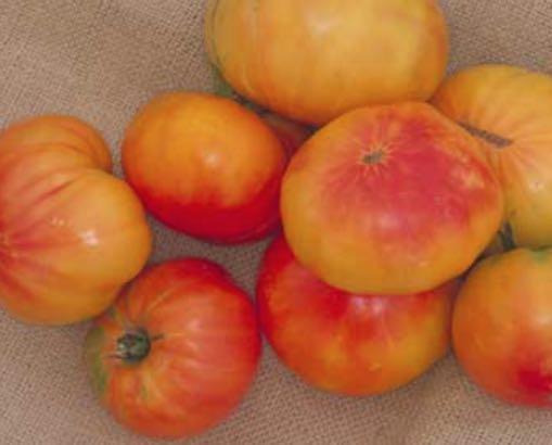 MARVEL STRIPE Beefsteak - This heirloom variety has become one of gardeners' favorite bicolored tomatoes because of its beauty, size, and taste.
