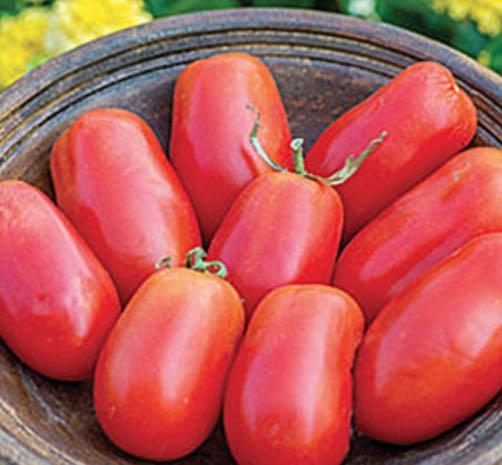P PATIO PASTE Sauce - Bold, full flavor with dense flesh and few seeds. Cook's Garden Favorite.