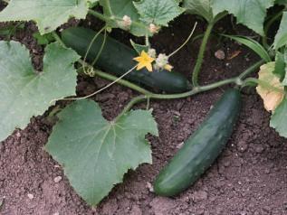 Golden Glory Yellow Zucchini Spineless yellow zucchini. High yielding plants with bright yellow fruits with solid green stem. 50 days.