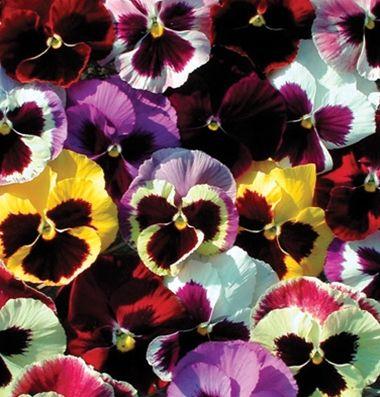 Penny All Season Pansies Adaptable to range of growing conditions. Flavor is slightly like wintergreen. Very colorful blooms. Edible. 60-70 days.