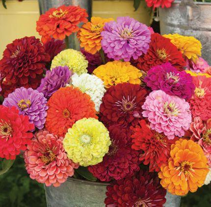 Zinnia Benary s Giant Series Vigorous all-season producers hold up well in summer rain and heat all over the country.