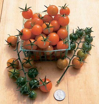 Sungold Exceptionally sweet, bright tangerine-orange cherry tomatoes.