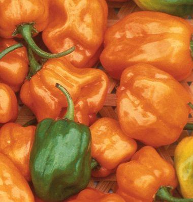 Habanero Avg. 2" x 1 1/4", wrinkled fruits ripen from dark green to Salmon orange. This extremely pungent habanero may be used fresh or dried.