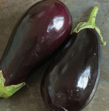 Eggplant Galine Very glossy, uniform, black fruits are 6-7" long by 3-4" in diameter.