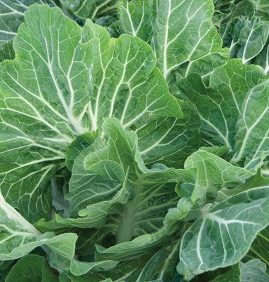 Two Star Traditional Boston variety for Spring and Fall. Medium-green, thick, leaves (sturdy head). Slow to bottom rot. Excellent butterhead quality. Some resistance to lettuce mosaic virus. 52 days.