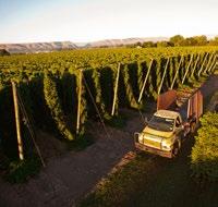 . Experience Hop Harvest (September) The Yakima Valley grows 7% of our nation s hops, and every