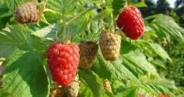 New raspberry cultivars