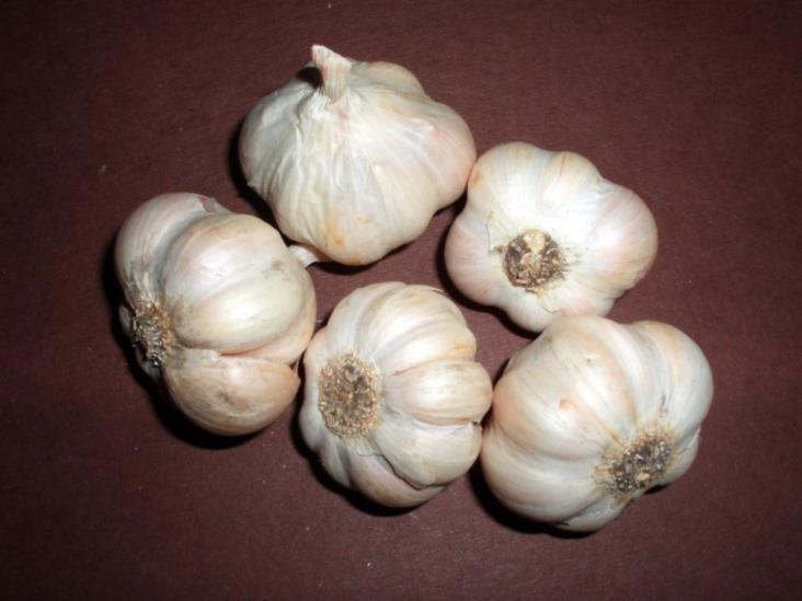 Garlic (Allium
