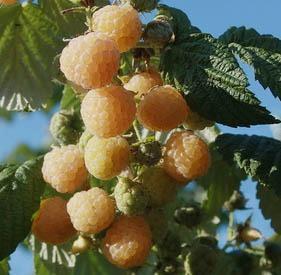 Mainly on small fruits: Breeding
