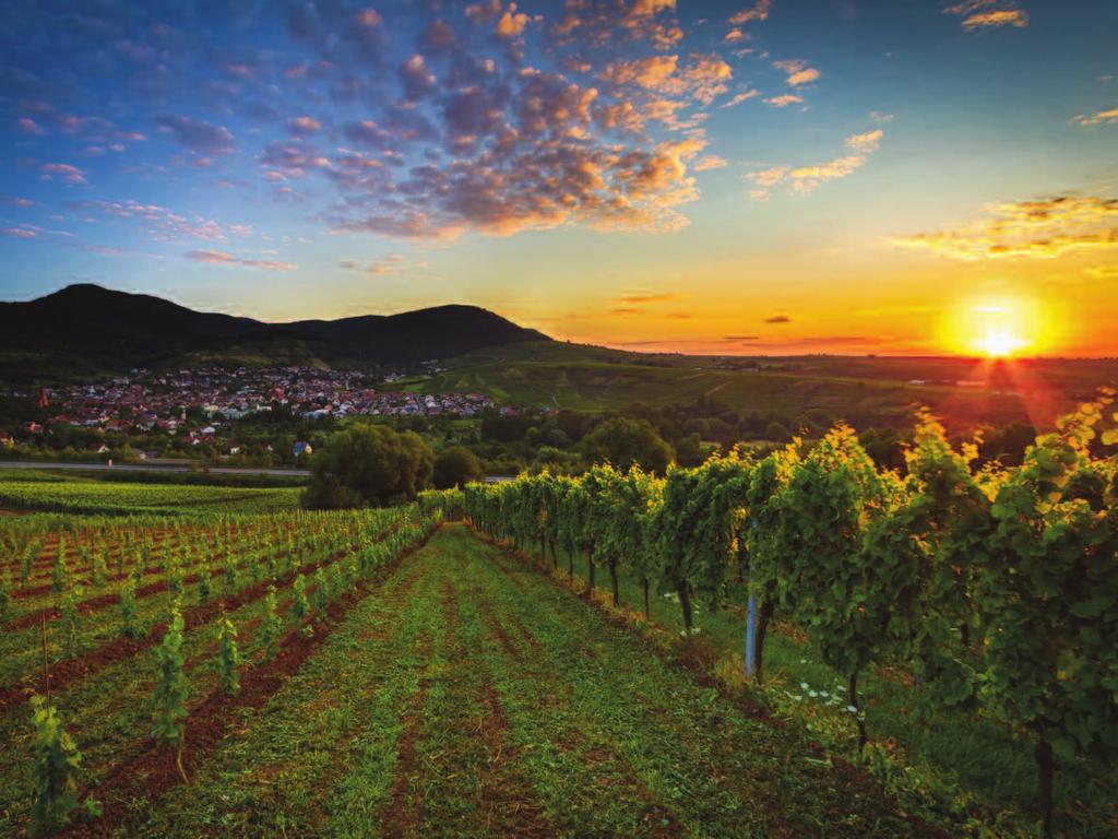 Pfalz is a paradise for vines, vacations, and gourmets alike. With nearly 23,500 ha of vines and 323 individual vineyard sites, the Pfalz is Germany s second largest wine-growing region.