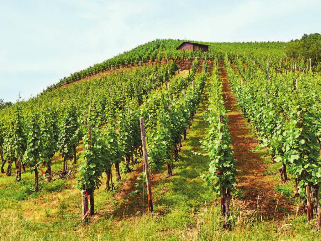 The Ahr is the smallest and most northerly wine-producing region in Germany, at just north of 50 degrees latitude.