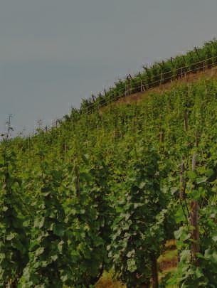 THEGERMAN WINE PRIVATE POR TFOLIO from THE WINEBARN Nearly all the vines are perched precariously on rugged crevices on extremely steep, south-facing slopes that can only be tended by hand: a few