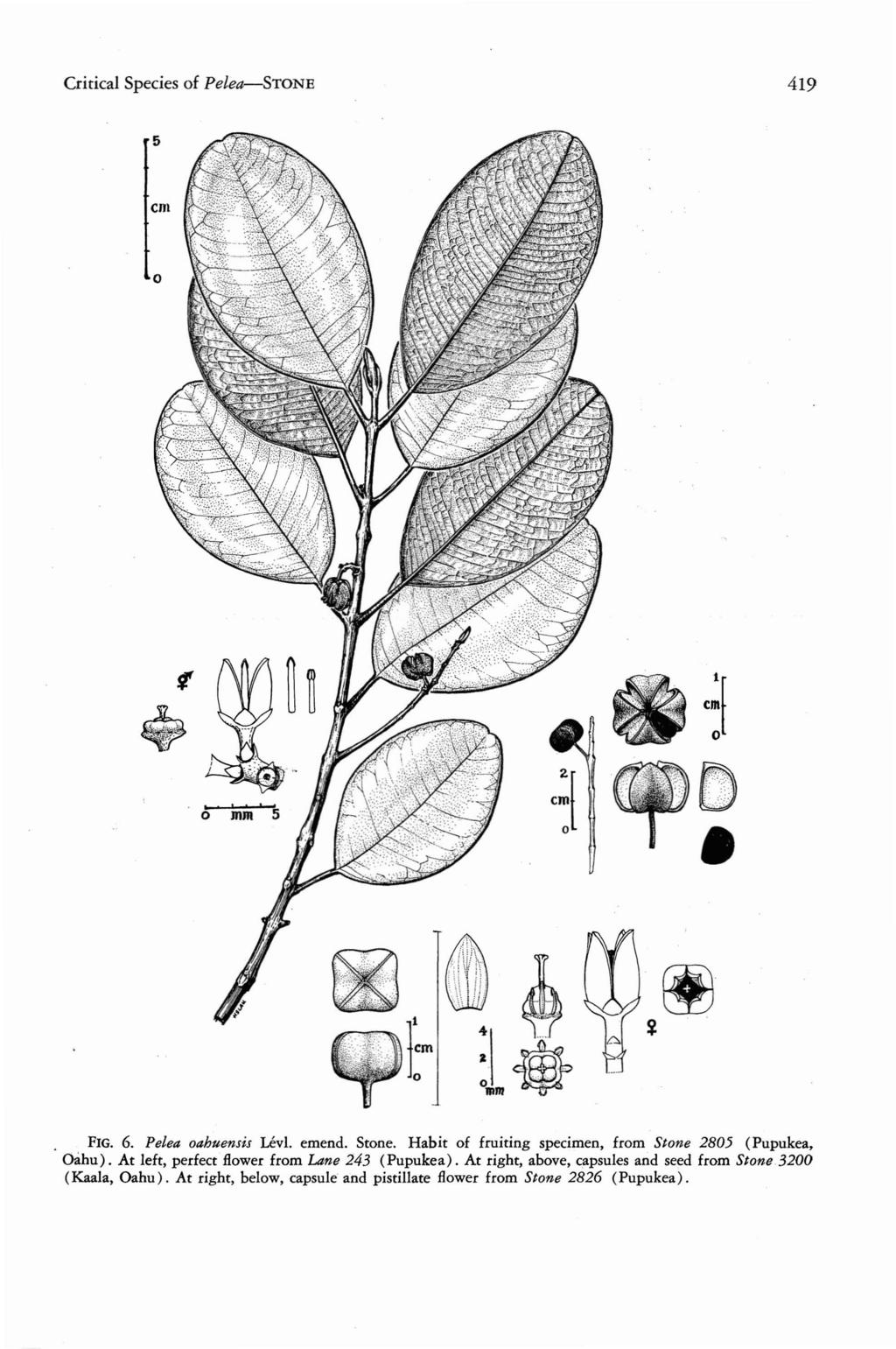 Critical Species of Pelea-SToNE 419 ~[ o ~ FIG. 6. Pelea oahuensis Levl, emend. Stone. Habit of fruiting specimen, from Stone 2805 (Pupukea, Oahu).