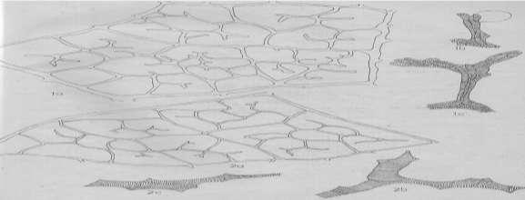 Figure 11: Foliar vasculature of the specimens 1a-1c: Blumea lacera: 1a- Vein re ticulation x 150, 1b- Vein ending