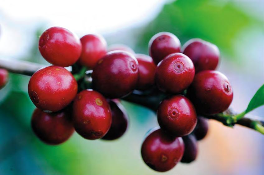 ENVIRONMENTAL VALUE Raw materials The main raw material for coffee production is green coffee.