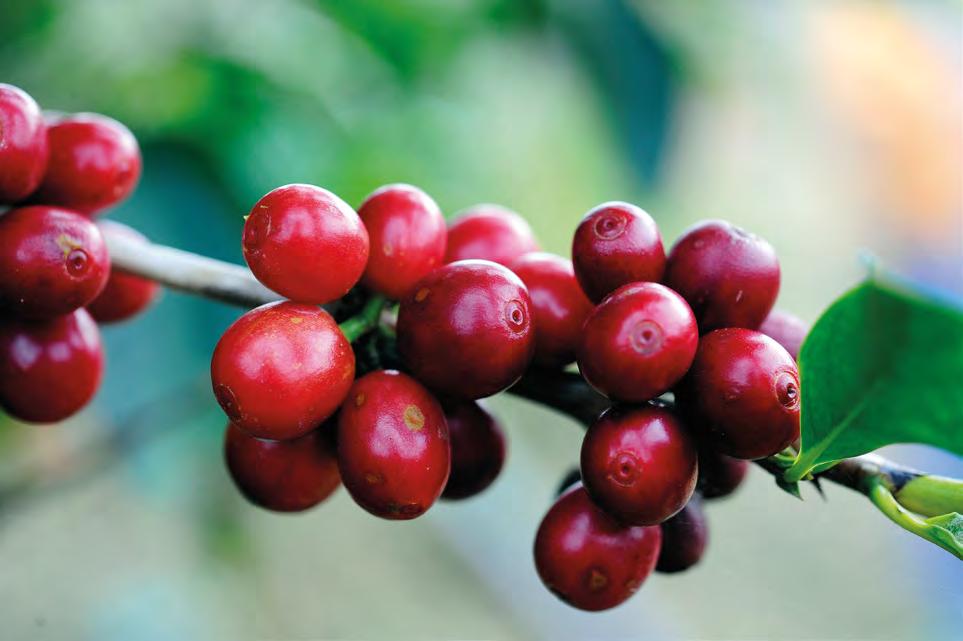 ENVIRONMENTAL VALUE Environmental commitment in the plantations illycaffè's environmental commitment is not confined to the impact generated by its own activities.