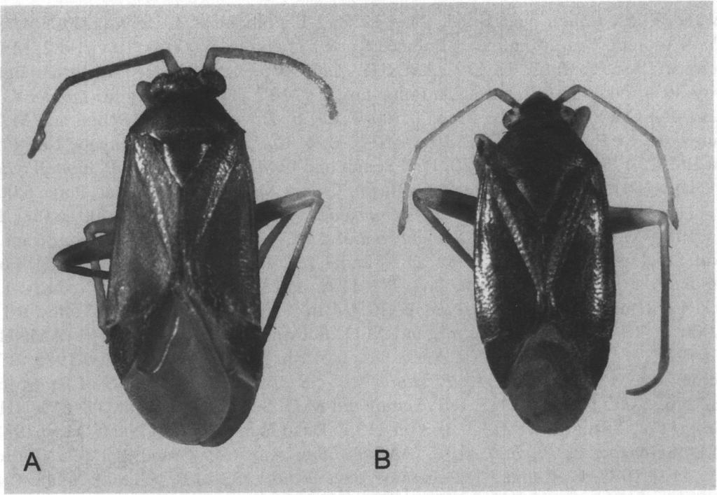 216 JOURNAL OF THE NEW YORK ENTOMOLOGICAL SOCIETY Vol. 107(2-3) A B Fig. 7. Dorsal habitus photographs of Piceophylus keltoni Schwartz and Schuh. A. Male. B. Female.