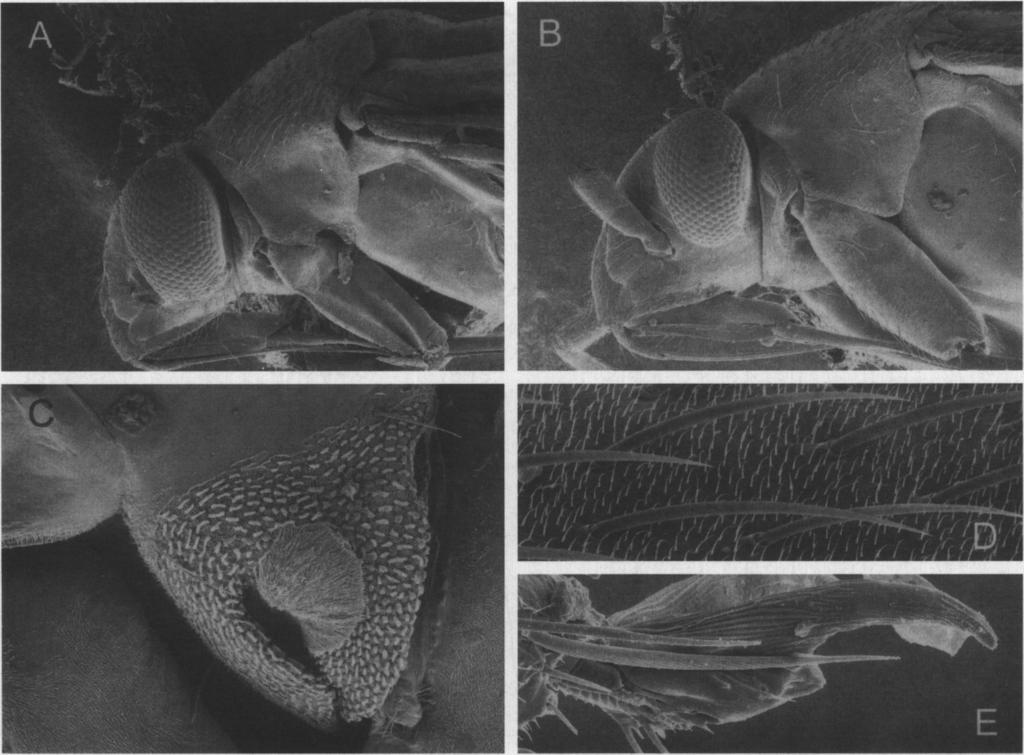 218 JOURNAL OF THE NEW YORK ENTOMOLOGICAL SOCIETY Vol. 107(2-3) Fig. 9. Photomicrographs of Piceophylus keltoni Schwartz and Schuh. A. Head and propleuron, lateral view, male. B.