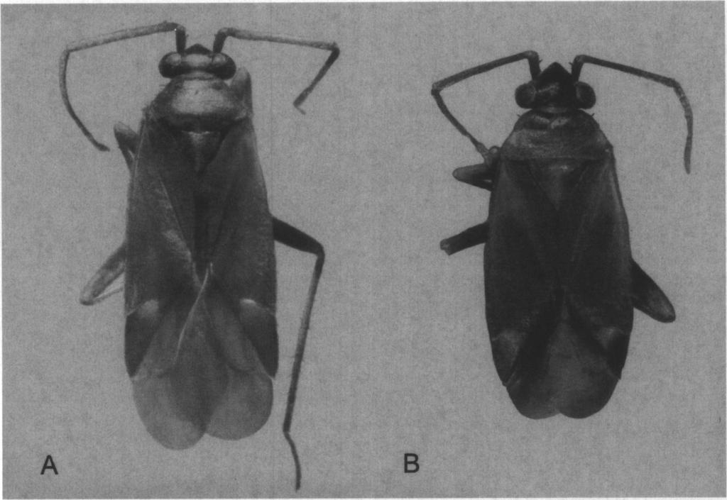 226 JOURNAL OF THE NEW YORK ENTOMOLOGICAL SOCIETY Vol. 107(2-3) Fig. 15. B. Female. Dorsal habitus photographs of Pinophylus stonedahli Schwartz and Schuh. A. Male.