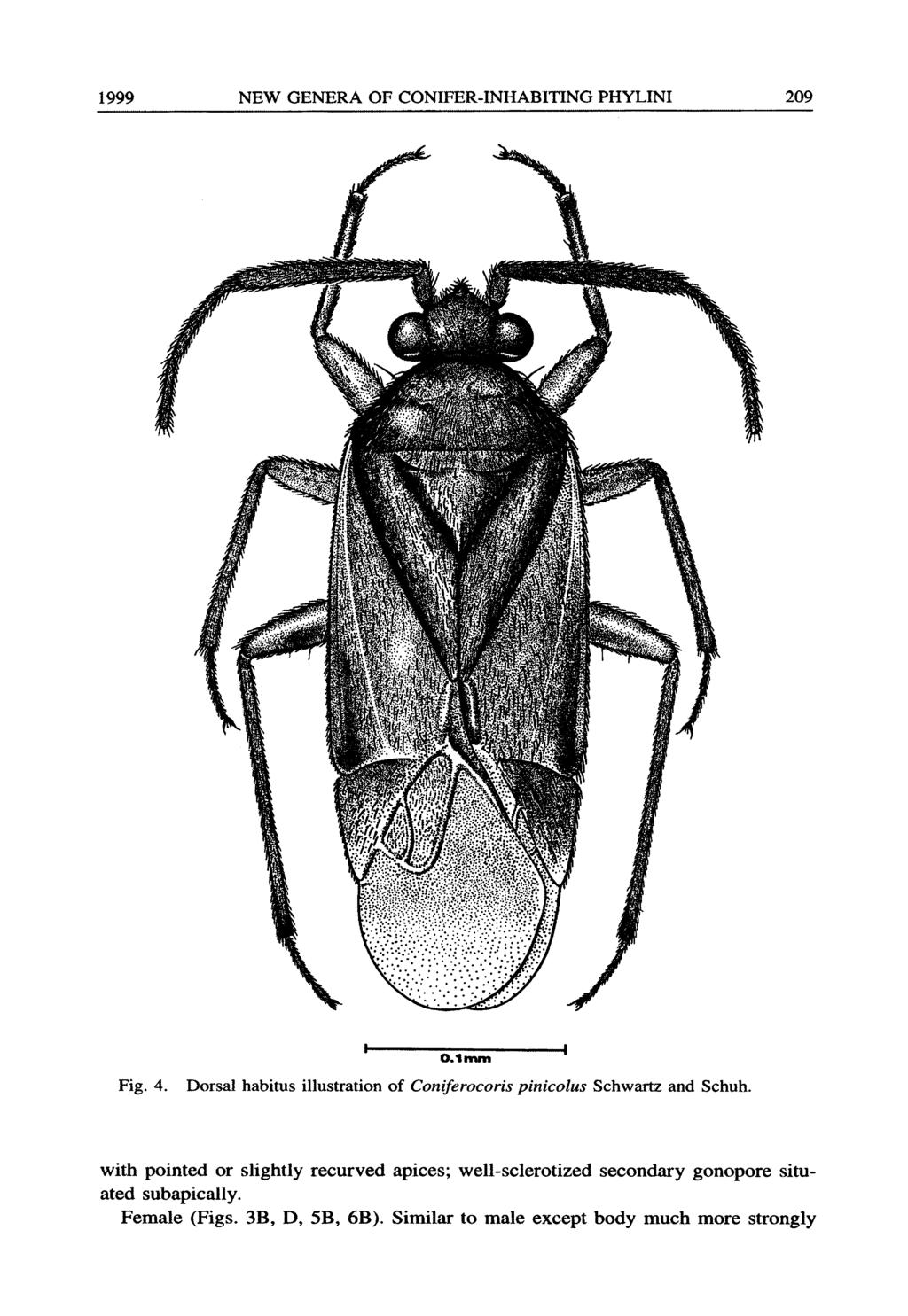 1999 NEW GENERA OF CONIFER-INHABITING PHYLINI 209 Fig. 4. O.1mm Dorsal habitus illustration of Coniferocoris pinicolus Schwartz and Schuh.