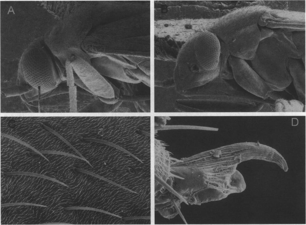 210 JOURNAL OF THE NEW YORK ENTOMOLOGICAL SOCIETY Vol. 107(2-3) I Fig. 5. Photomicrographs of Coniferocoris pinicolus Schwartz and Schuh. A. Head and propleuron, lateral view, male. B.