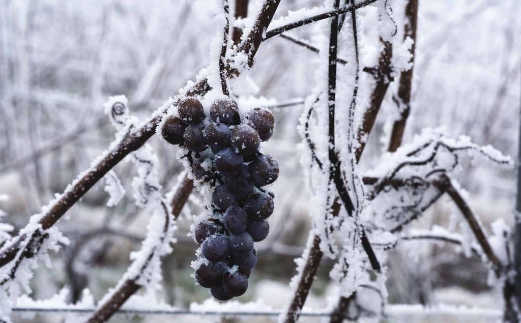 CANADA is one of the newest, and smallest, wine regions in the world and yet its ice wine is sought after by connoisseurs everywhere.