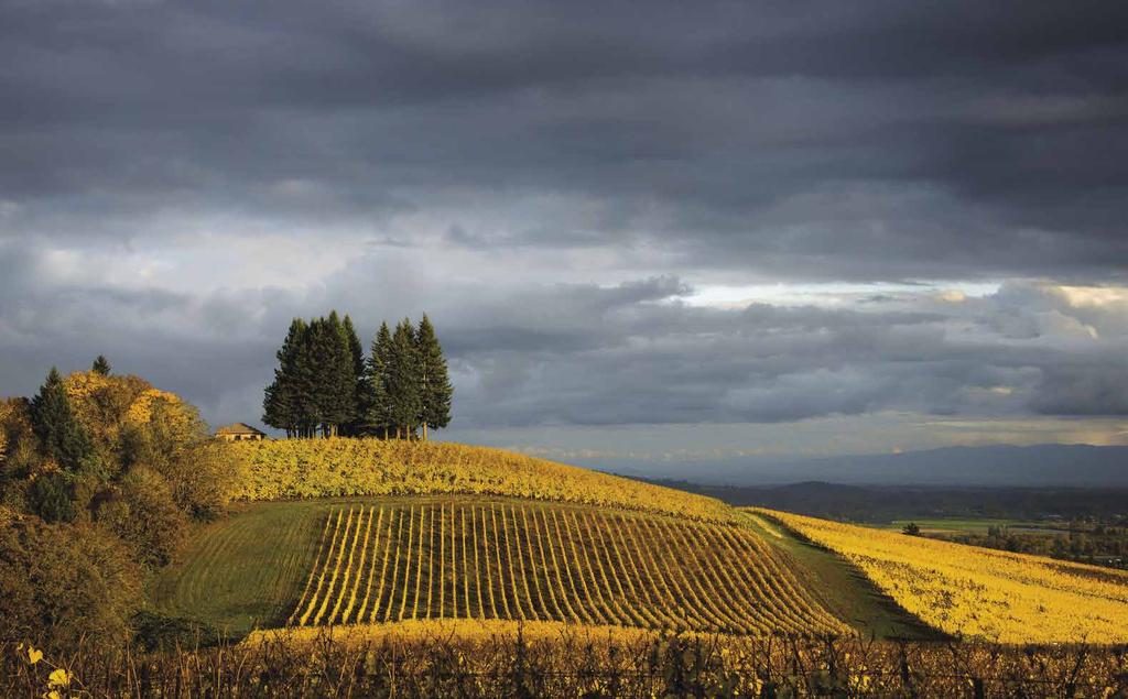 OREGON has a reputation for making quality wines, though growing grapes here can be quite nervewracking. Sunshine and heat tend to come in shortsupply and the threat of rain is always present.