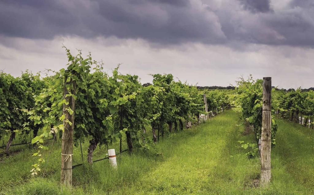 Did you know that TEXAS is one of the oldest winemaking states in America? Wine was produced here by Spanish missionaries around 1660 near what is now El Paso.