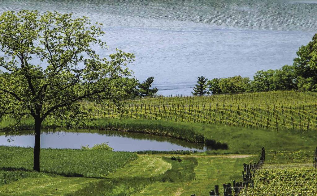 Grapes growing along the banks of Lake Cayuga in the Finger Lakes region. Mobile Services.... 98 Mobile Services.