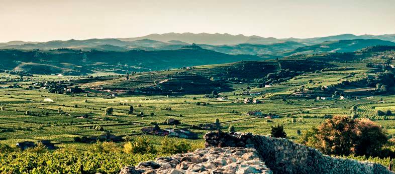 Top 15 Soave new vintages Soave in name and in practice.