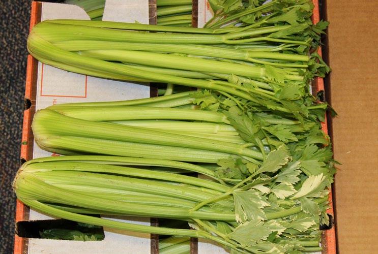 Organic Celery Hearts are very tight and have the same conditions as the celery.