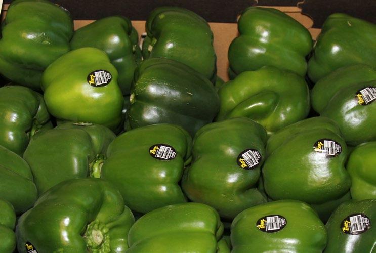 may 26 - june 2, 2017 MARKET NEWS 21 17 FOUR SEASONS PRODUCE CV PEPPERS Green Peppers remain limited from Georgia though with nice quality.