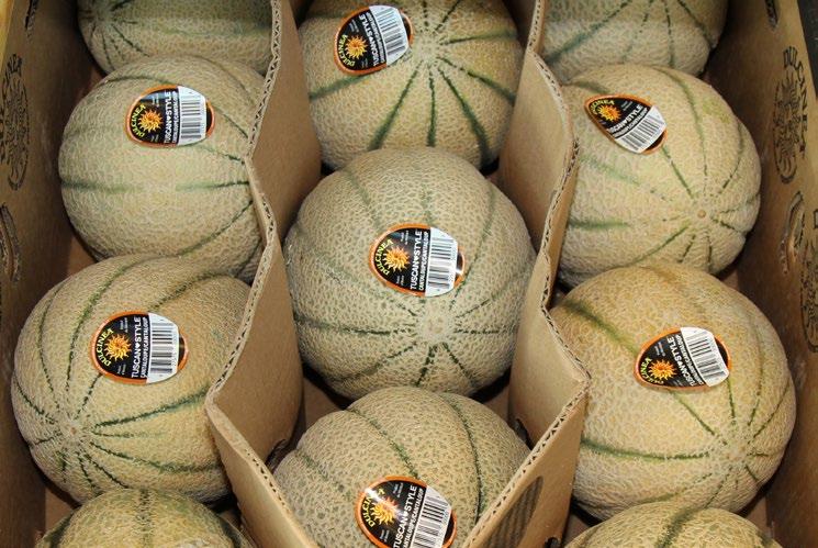 CV melons Georgia bin Cantaloupes are expected to start this week. All regular Cantaloupes and Honeydews have shifted to the west.