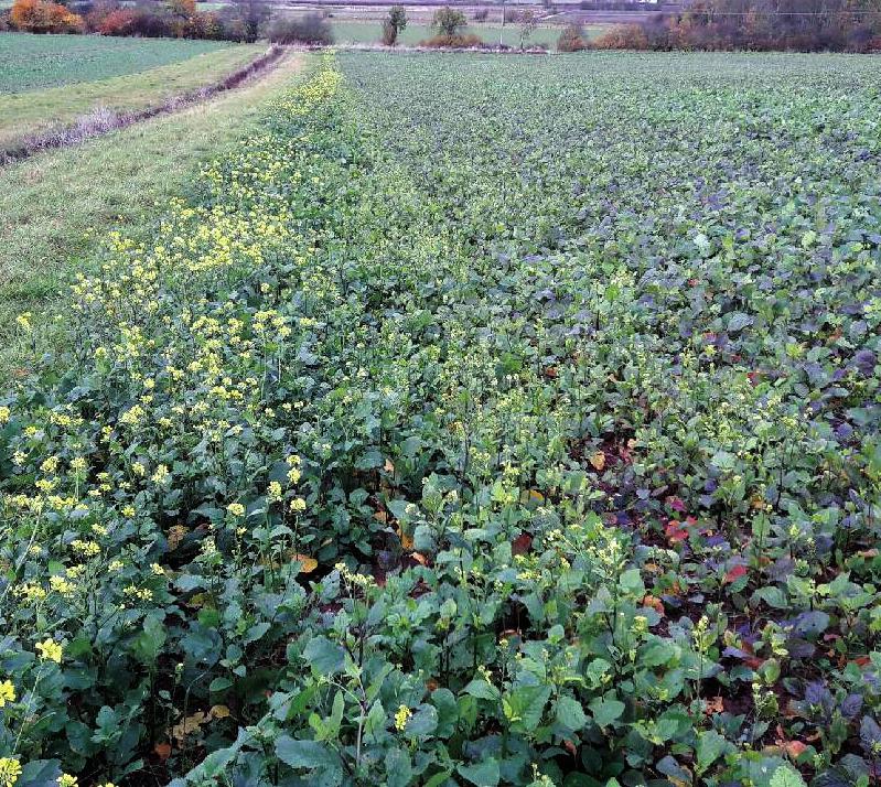 Clearfield The Clearfield System was designed as a risk management tool for oilseed rape that combines hybrid seed varieties and high quality BASF herbicides to combat many of the key issues OSR