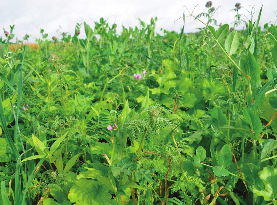 beneficial for the seed potatoes. In ideal growing conditions when growing the cover crop, deep cultivations are not required to establish the following potato crop.