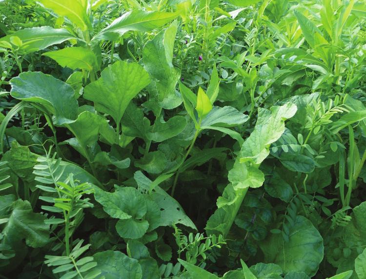 Specific species within the mixture benefit the soil s bacteria to help protect the sugar beet from pathogens.