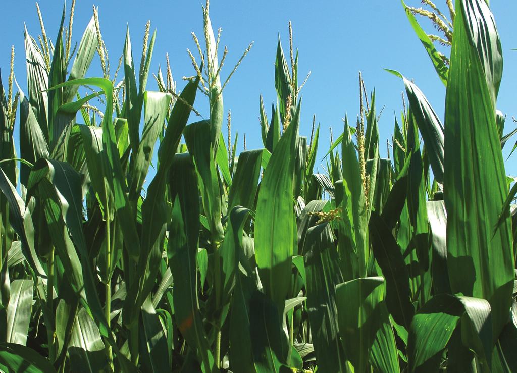 Maize Maize is relatively new to the portfolio, but DSV are excited to be able to bring varieties into this important and expanding crop sector which are suitable for biogas production as well as