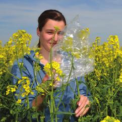 Oilseed Rape Variety Traits Key to Oilseed Rape Variety Traits We have developed a series of simple icons to help growers identify, at a glance, the different key characteristics of our winter