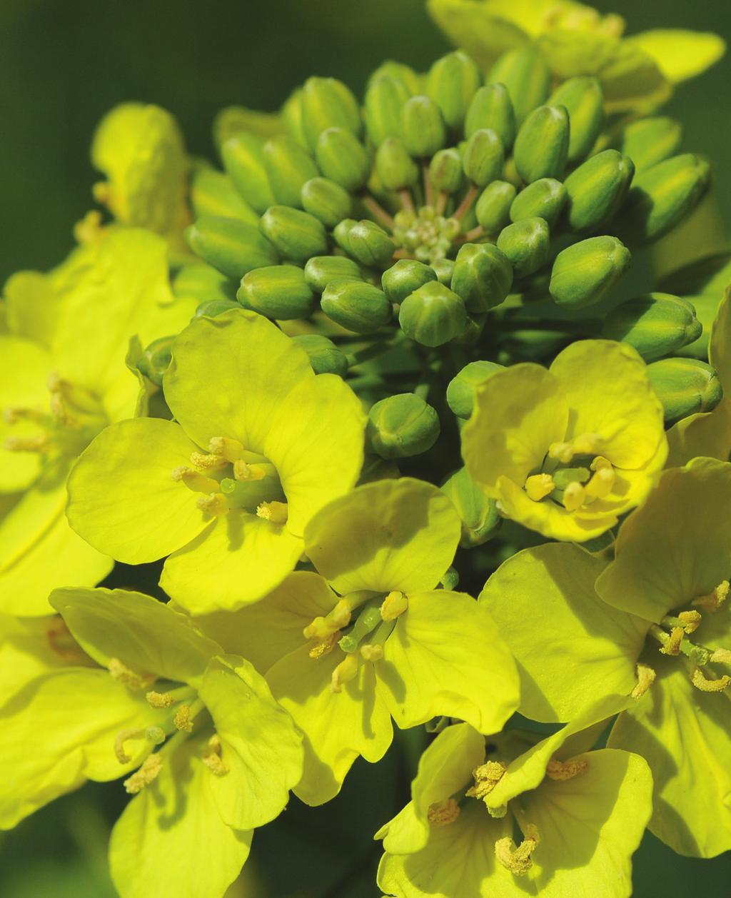 Spring Hybrid Oilseed Rape Spring Hybrid Oilseed Rape Why choose a hybrid for the spring? Hybrids offer consistency of performance and reliability over conventional varieties.