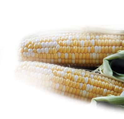 Florida, In Husk Bi-Color Sweet Corn 33 % OFF Perdue Fresh