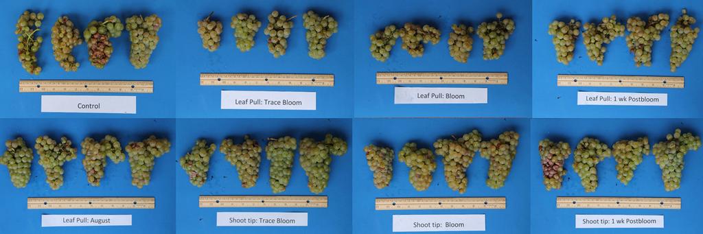 Bottom Row from left: Leaf removal in August, and Shoot tip removal at trace-bloom, full bloom, and 1 week post-bloom. Preliminary Data.