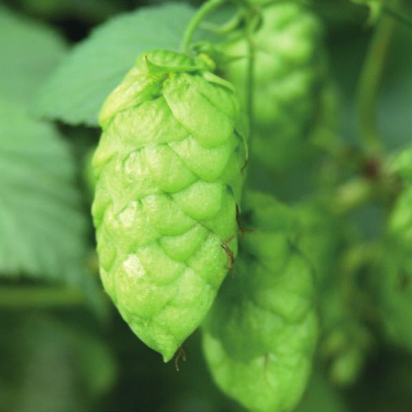 Europe Herkules The Herkules cultivar bred at the Huell hop research institute is aptly named after the mighty Greek hero Hercules.