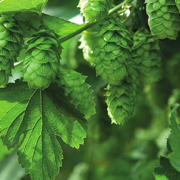 Triskel France Europe Triskel is a newly bred hop with an aroma similar to Strisselspalter.