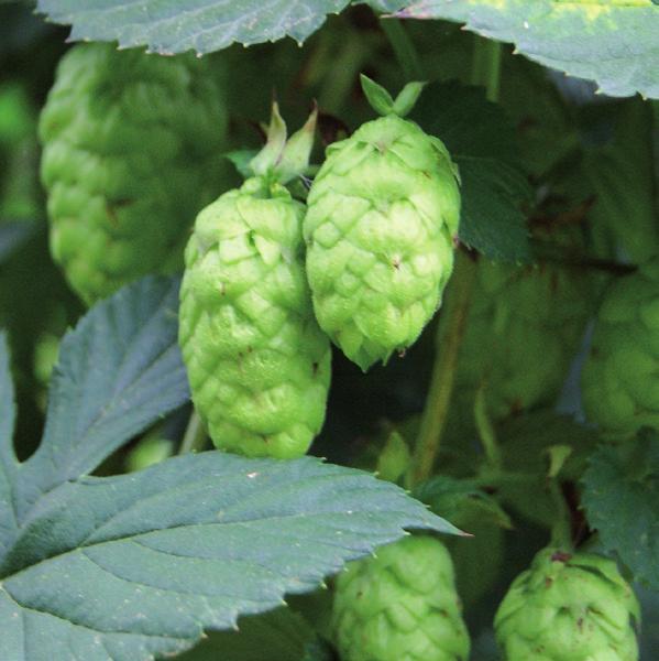 Summit Summit is a dwarf high alpha variety bred by the American Dwarf Hop Association and released in 00.