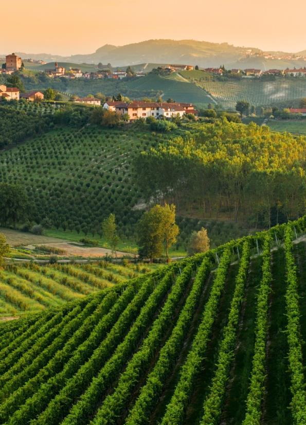 BAROLO DISCOVERY Discover the spectacular Langhe area, home to a long history of vine-growing and wine-making traditions.