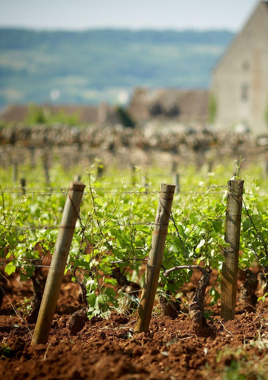 VINTAGE INSIGHTS: BURGUNDY 2017 - VIN DE PAILLE The physiological foundations of every new vintage lie in the one preceding.