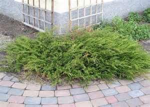 globe shape; foliage is consistantly green all year long and resists winter burning, takes pruning very well CYPRESS